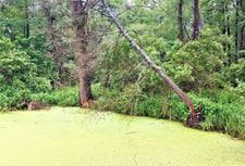 Swamp on the site of the former Grhyshkiv brick factory. Botanical reserve of local importance 