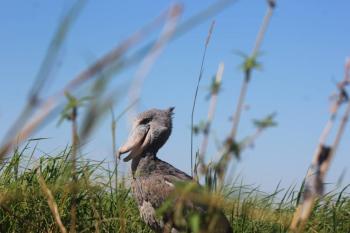 The iconic shoebill in the Bangweulu wetlands, image @ Mwansa Chisanga, DNPW