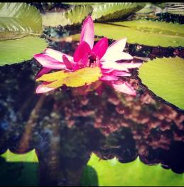 I have uploaded the image of a water lilly captured at location Peechi, Thrissur, Kerala-India.
