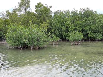 Mangrove wetland on Antigua's southwest coast