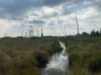 The Dundalk wetlands are a major part of local biodiversity. We see herons, snapping turtles, dragonflies, beavers and porcupines in this area! The area is protected from development so we can enjoy for years to come.