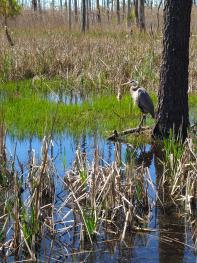 This photo was taken at Blackwater National Wildlife Refuge (part of the larger Chesapeake Estuarine Complex - a Wetland of International Importance) on an early spring day. This great blue heron (Ardea herodias) was primping in the sun in the shallow waters along Wildlife Drive at the refuge.