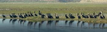 Great Cormorants
Bird
at Badhaiya Lake, Bardiya.