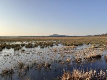 Wetlands in the nearby of Slowinski National Park (Poland)