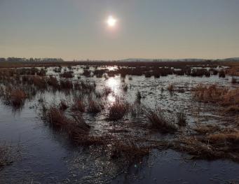 Juncus agregation and shallow water on lowland
