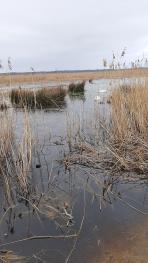 wetlands in Slowinski National Park, Poland