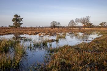 In the Netherlands, in the Twente region near the German border, lies one of the few remaining raised bog areas in the country: the Engbertsdijksvenen.
