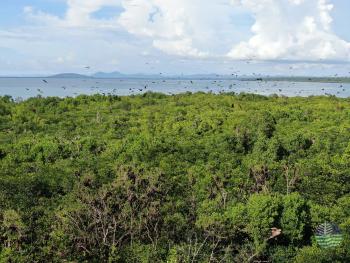 The Sibugay Wetland Nature Reserve (SWNR) in Zamboanga Sibugay  was officially declared as the Philippines’ 9th Wetland of International Importance under the Ramsar Convention, earning Ramsar Site No. 2552.  ( Photo courtesy : Department of Environment and Natural Resources -IX)