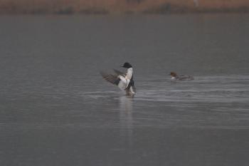 Common Merganser from Khecheopalri Lake of Sikkim.