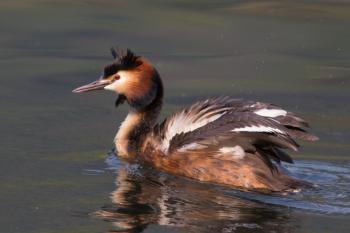 The Great-crested Grebe from Khecheopalri Lake