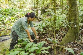 Understanding soil properties and the unique conditions in which swamp-obligate trees grow is a critical component of piecing together the story of restoring and preserving Myristica swamps, an endangered freshwater swamp found only in India's Western Ghats Biodiversity Hotspot.