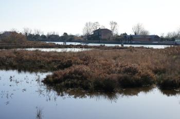 On World Wetlands Day (2 February), many European wetlands sites hosted events. In Venice, We are here Venice ETS led a visit to Lazzaretto Nuovo’s ‘Sentiero delle Barene’ to highlight the unique and essential role of salt marshes.