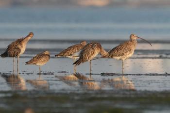 Eurasian Curlews, a winter migrant to Coastal Wetlands of India