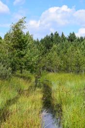 Ramsar Site no. 2274, Syra Pogonia Bog, Ukraine