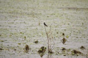 Kunigal wetland, Tumkur, Karnataka