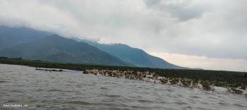 A photo captured during sampling process of wular lake Kashmir India