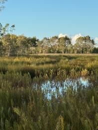 Bribie Island Wetlands 
Queensland Banksia Beach