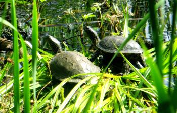 LIFE and LVAFA projects restored wetlands of Silene Nature Park, Latvia, which are home to 3 reintroduced populations of Emys orbicularis and rare amphibian species Triturus cristatus, Bombina bombina. The project EMYS-R area in Latvia https://emysr.cnrs.fr