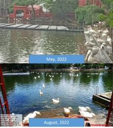 Transforming the Jorpukhari -1, at Maa Ugratara Temple in Guwahati Assam, back to it's natural status of a turtle sanctuary in the heart of the city through our biodiversity conservation project of restoration of health of the Waterbody.