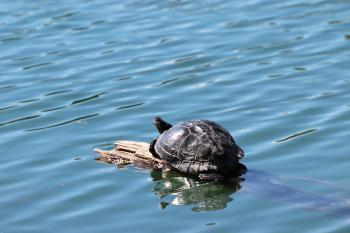 Invasive species of turtles in lake Banja, town Vinkovci