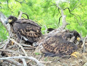 Young eagles near by river Danube..