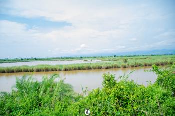 View of the wetlands ‘marshes’ and the Ruzizi river in the Ruzizi plain between the Democratic Republic of Congo, Burundi and Rwanda. Wetlands conserved and restored by the MKAAJI MPYA asbl organisation in the DRC and inhabited by hipopotamuses and freshwater birds and many other species.