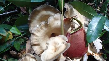 This photo shows a mushroom and nephentes that was found in the peat swamp forest in West Kalimantan, Indonesia