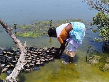 At United Way Bengaluru, the ‘Mangroves Matter’ campaign is rewilding 1lakh mangroves across 100 acres in the Pulicat region of Tamil Nadu. It has opened up livelihood opportunities for local communities and is boosting the local economy by supporting the cultivation of shrimp and fish species.