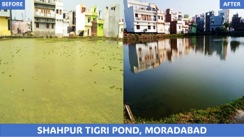 Transforming Shahpur Tigri pond in Moradabad from a weedified stinky Waterbody being a mosquito breeding ground to a healthy Waterbody, which is a pisciculture haven today.