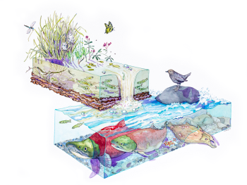 Watercolor cross-section illustration of Alaskan fen ecosystems