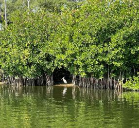 Taller de avistamiento de aves, Laguna del Carpintero, Tampico