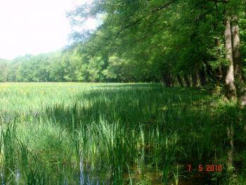 TOUCH OF FOREST AND SWAMP