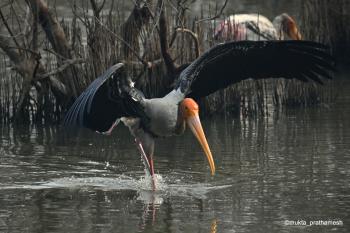Painted stork landing at a wetland near Mumbai, the biggest metro city & capital of Maharashtra state of India. The wetlands around Mumbai host many  native & migrant birds.