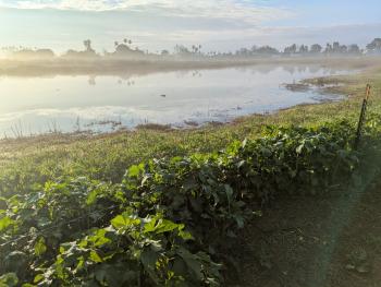 Fairview Park in the city of Costa Mesa, California, USA is the site of one of the last vernal pool complexes in southern California. Along with three species of fairy shrimp, there are Pacific Chorus frogs, Western toads and several endangered plants that call these ephemeral wetlands home.