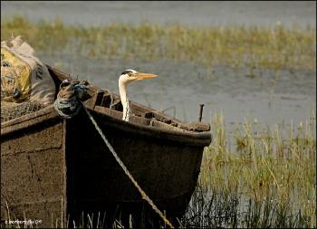 Grey Heron and his boat / Manyas Lake / Türkiye