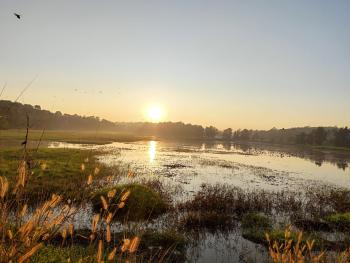 Polachira Wetlands in Kollam District, Kerala, India