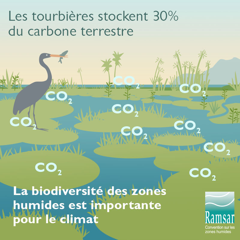 La biodiversité des zones humides est importante pour le climat.
