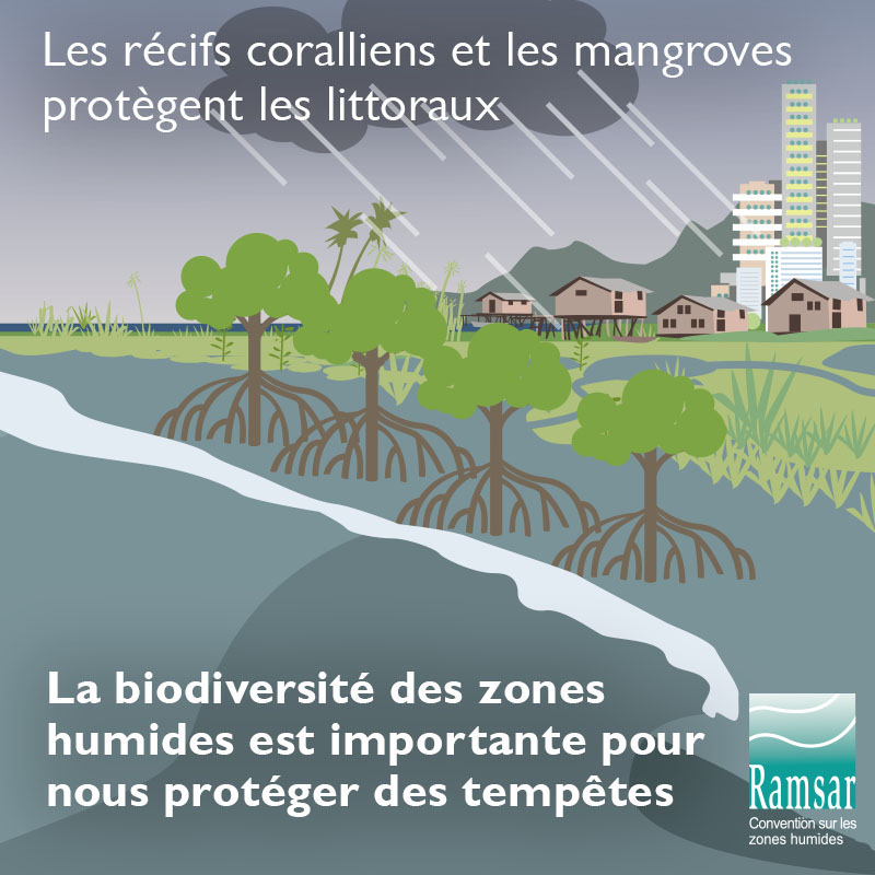 La biodiversité des zones humnides est importante pour nous protéger des tempêtes.