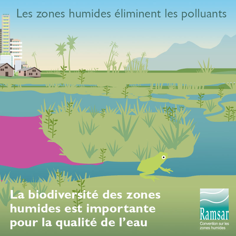 La biodiversité des zones humnides est importante pour la qualité de l'eau.