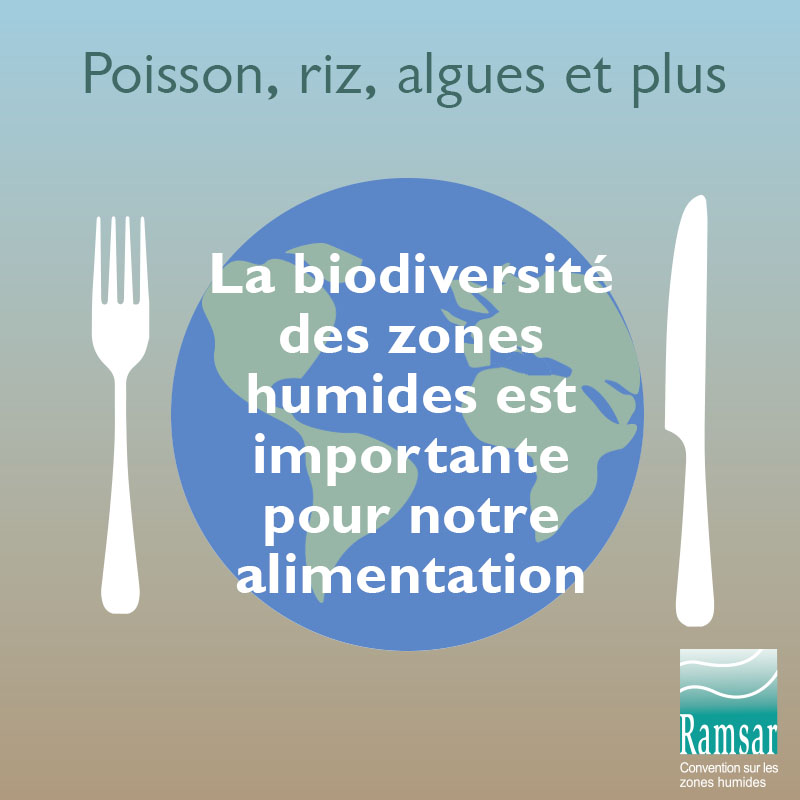 La biodiversité des zones humnides est importante pour notre alimentation.