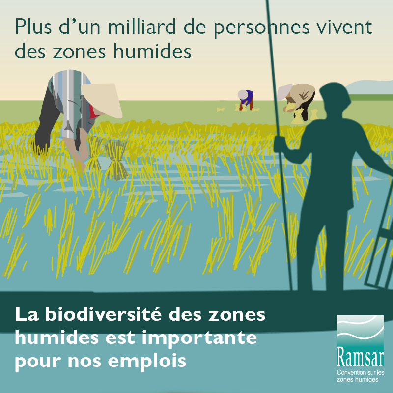 La biodiversité des zones humnides est importante pour nos emplois.