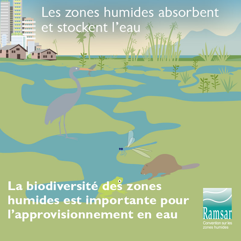La biodiversité des zones humnides est importante pour l'approvisionnementen eau.