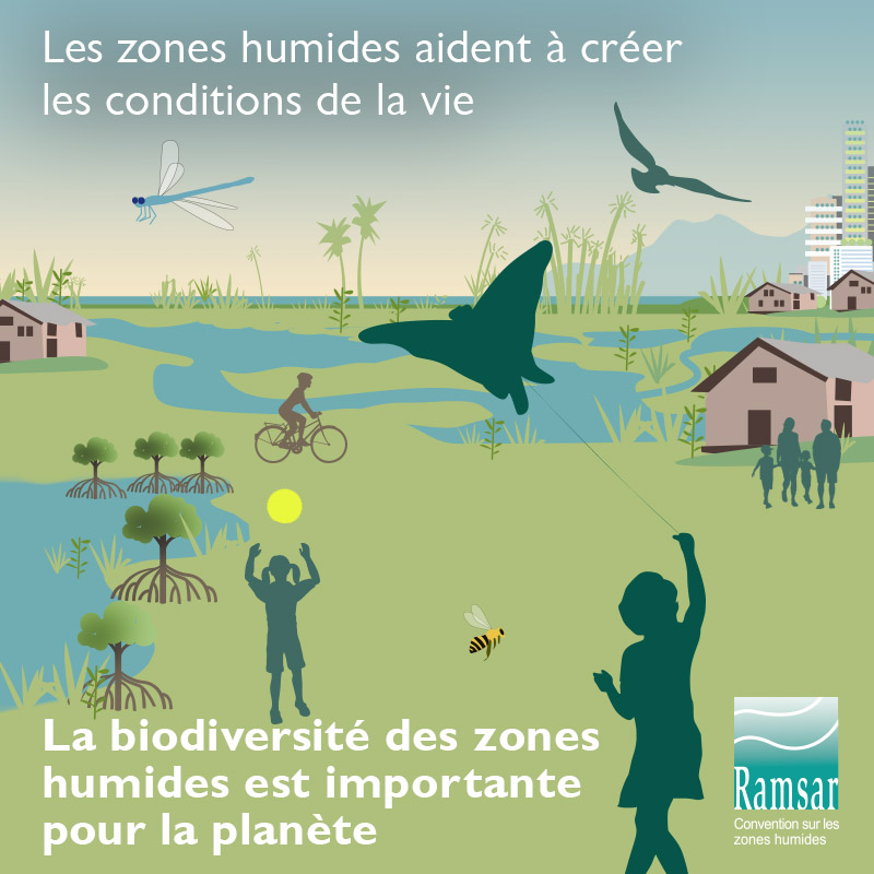 La biodiversité des zones humnides est importante pour la planète