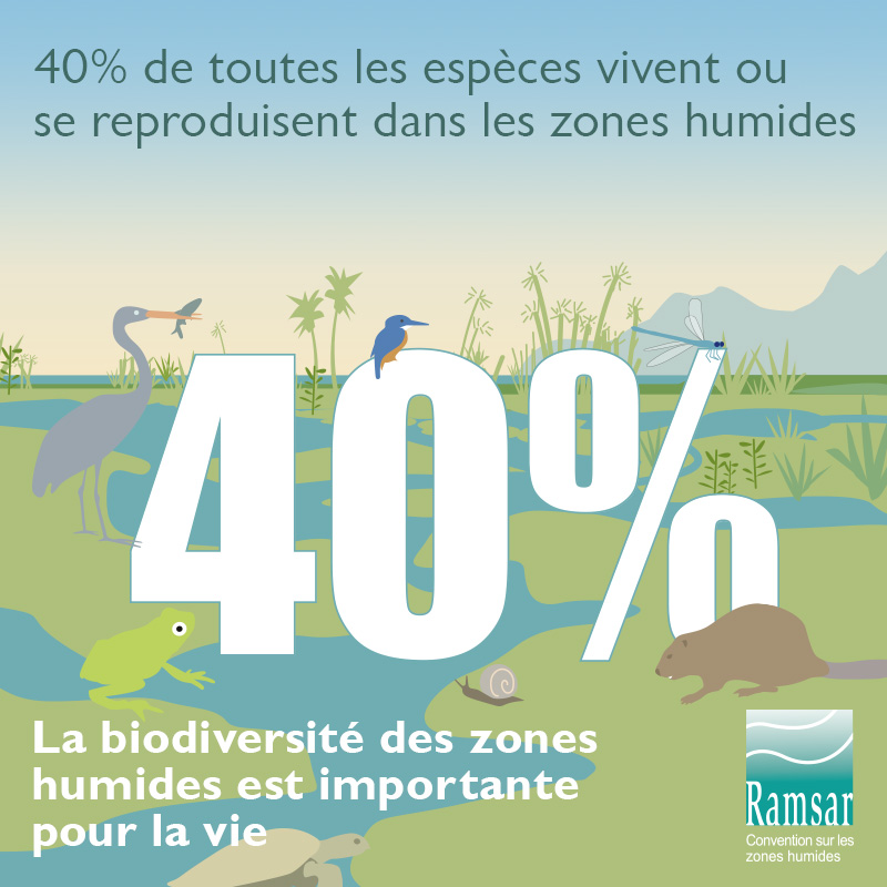 La biodiversité des zones humnides est importante pour la qualité de l'eau.