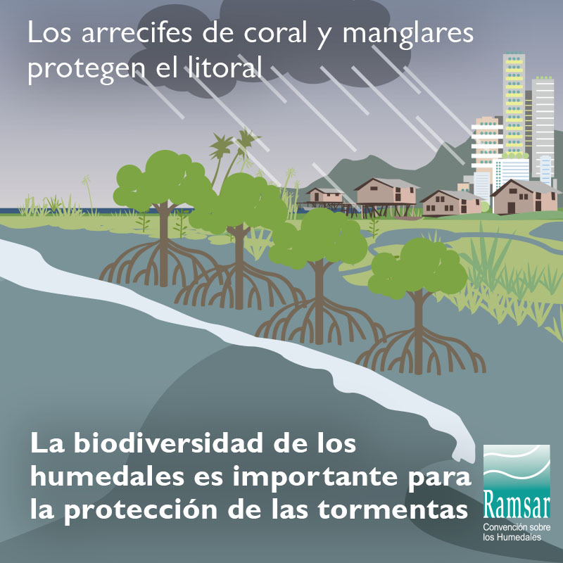 La biodiversidad de los humedales es importante para protección de las tormentas.