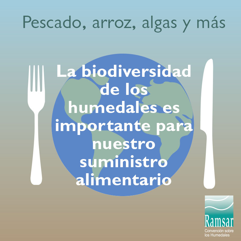 La biodiversidad de los humedales es importante para nuestro suministro alimentario.