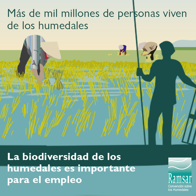 La biodiversidad de los humedales es importante para el empleo.