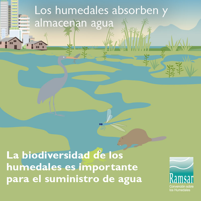 La biodiversidad de los humedales es importante para el suministro de agua.