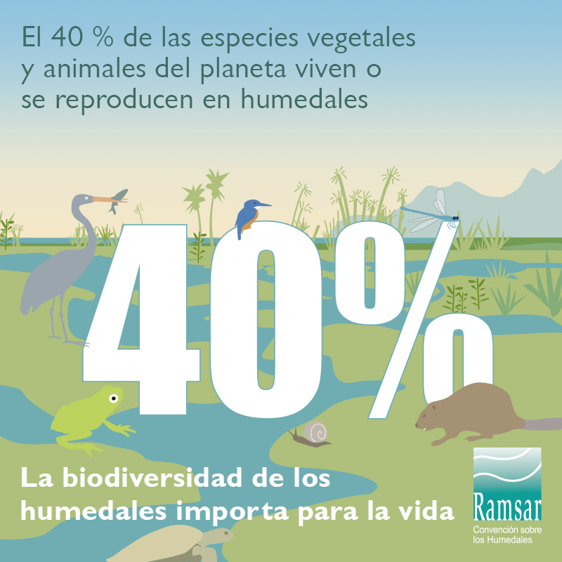 La biodiversidad de los humedales es importante para la vida.