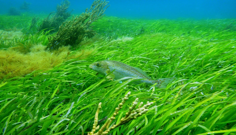 Seagrass meadows help remove excess carbon from the atmosphere.